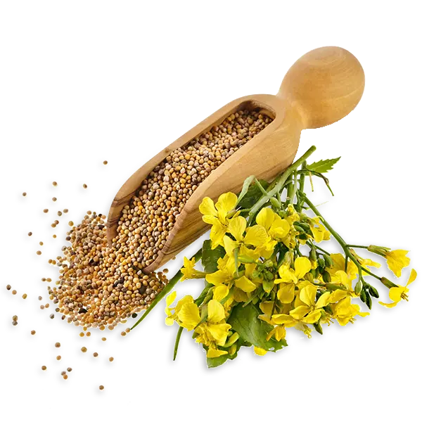 Mustard Seed