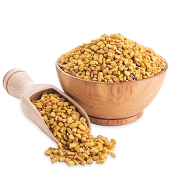 Fenugreek