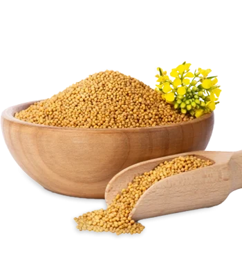 Mustard Seed